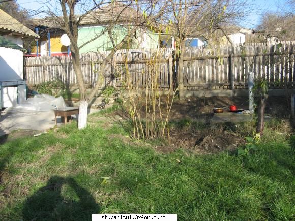 Salciile - Le-am mai gasit locul la vre-o patru. O sa mai - BAZA MELIFERA - PLANTE , ARBUSTI , ARBORI