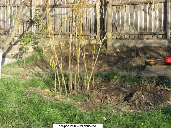 Salciile - Ion Marian - BAZA MELIFERA - PLANTE , ARBUSTI , ARBORI