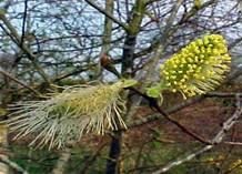Salciile - salcie capreasca. Nu o intalnesti la campie. E - BAZA MELIFERA - PLANTE , ARBUSTI , ARBORI