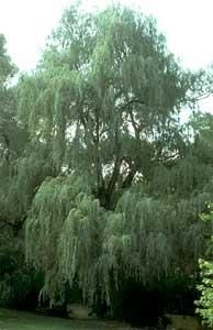 Salciile - aici e vorba despre salcia alba sau rachita alba - BAZA MELIFERA - PLANTE , ARBUSTI , ARBORI