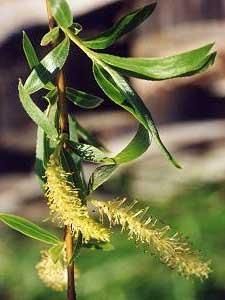 Salciile - Tot rachita alba /inflorescente - BAZA MELIFERA - PLANTE , ARBUSTI , ARBORI