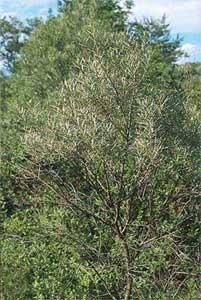 Salciile - Acum Salix cinerea adica zalog - BAZA MELIFERA - PLANTE , ARBUSTI , ARBORI