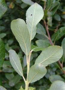 Salciile - vederea de aproape a formei funzelor - BAZA MELIFERA - PLANTE , ARBUSTI , ARBORI