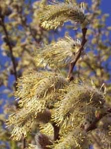 Salciile - Inflorescente de zalog - BAZA MELIFERA - PLANTE , ARBUSTI , ARBORI