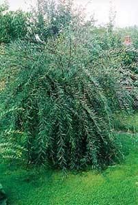 Salciile - acum Salix purpurea sau rachita rosie - BAZA MELIFERA - PLANTE , ARBUSTI , ARBORI