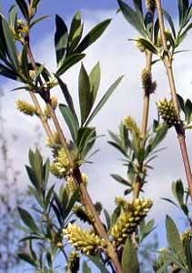 Salciile - Mai vizibil pentru forma frunzelor si a - BAZA MELIFERA - PLANTE , ARBUSTI , ARBORI
