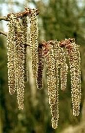 Salciile - uite o foto cu amenti(inflorescente ) de plop - BAZA MELIFERA - PLANTE , ARBUSTI , ARBORI