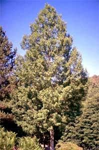 Salciile - Aspect general la plopul tremurator - BAZA MELIFERA - PLANTE , ARBUSTI , ARBORI