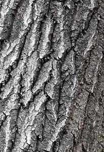 Salciile - Coaja la plopul tremurator - BAZA MELIFERA - PLANTE , ARBUSTI , ARBORI