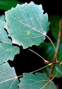 Salciile - Forma frunzei la plopultremurator - BAZA MELIFERA - PLANTE , ARBUSTI , ARBORI