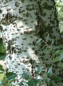 Salciile - Coaja plopului alb Daca vrea cineva sa ma - BAZA MELIFERA - PLANTE , ARBUSTI , ARBORI