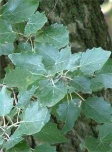 Salciile - Forma frunzeila plopul alb - BAZA MELIFERA - PLANTE , ARBUSTI , ARBORI