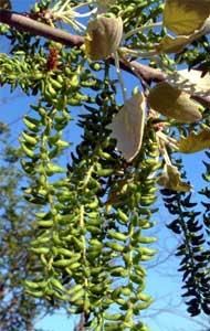 Salciile - Inflorescenta la plopul alb dupa realizarea - BAZA MELIFERA - PLANTE , ARBUSTI , ARBORI