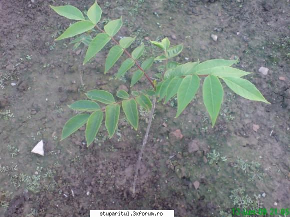 Salcim roz - puietii de evodia sunt plantati la distanta de - BAZA MELIFERA - PLANTE , ARBUSTI , ARBORI