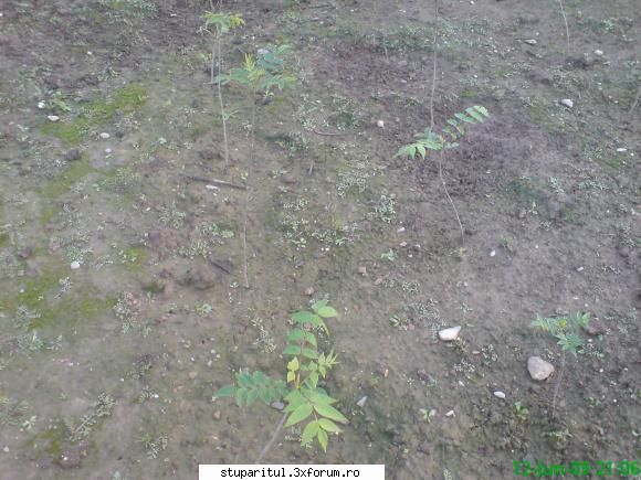 Salcim roz - mihaipop_55 - BAZA MELIFERA - PLANTE , ARBUSTI , ARBORI