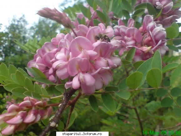 Salcim roz - mihaipop_55 - BAZA MELIFERA - PLANTE , ARBUSTI , ARBORI