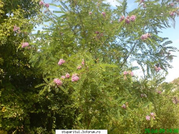 Salcim roz - sacamu roz a inflorit de ceva timp si a doua oara - BAZA MELIFERA - PLANTE , ARBUSTI , ARBORI