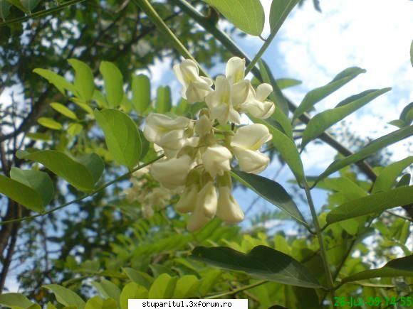 Salcim roz - dar nici cel alb nu se lasa - BAZA MELIFERA - PLANTE , ARBUSTI , ARBORI