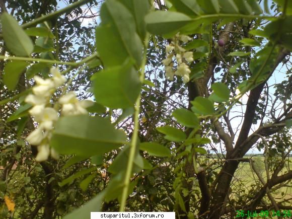 Salcim roz - mihaipop_55 - BAZA MELIFERA - PLANTE , ARBUSTI , ARBORI