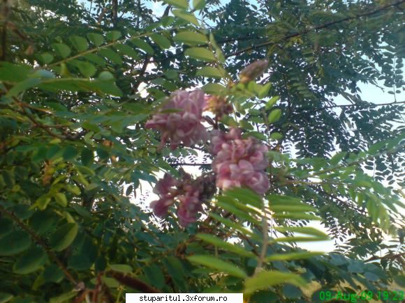 Salcim roz - salcamul roz inca mai are flori - BAZA MELIFERA - PLANTE , ARBUSTI , ARBORI