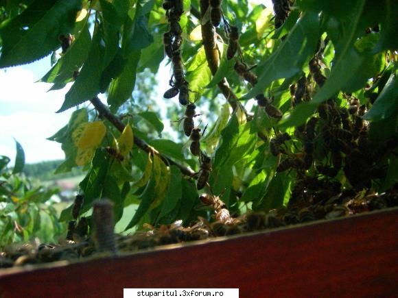 Santier sau improvizatie. - Intra in coloana cate trei - INMULTIREA FAMILIILOR DE ALBINE