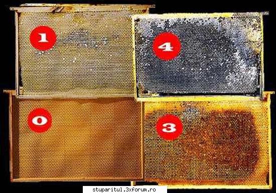 Schimbarea fagurilor din cuib - La ce perioada schimbati fagurii din cuib?Partial - INTRETINEREA ALBINELOR