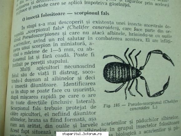 Scorpionul fals - Cati dintre dvs ati observat aceasta insecta in - DISCUTII APICOLE DIVERSE