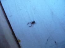 Scorpionul fals - Se pare ca in prezent ne ajuta in alt fel - DISCUTII APICOLE DIVERSE