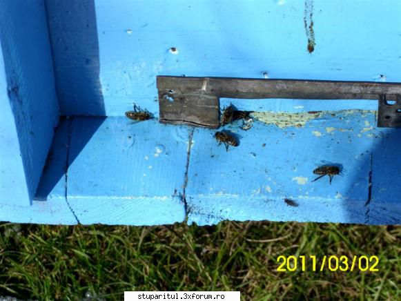 Senotainia tricuspis-un duşman perfid - Am combătut-o eficient - BOLI SI DAUNATORI - TRATAMENTE