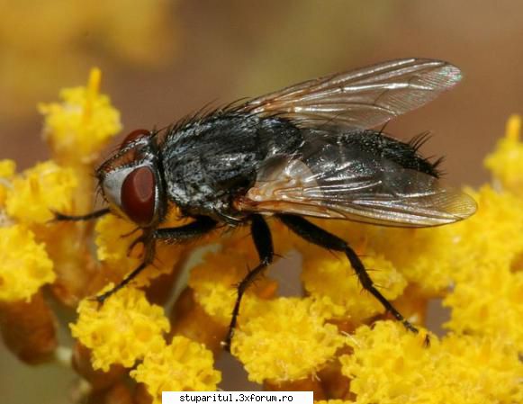 Senotainia tricuspis-un duşman perfid - Inca una spre edificare;sa - BOLI SI DAUNATORI - TRATAMENTE