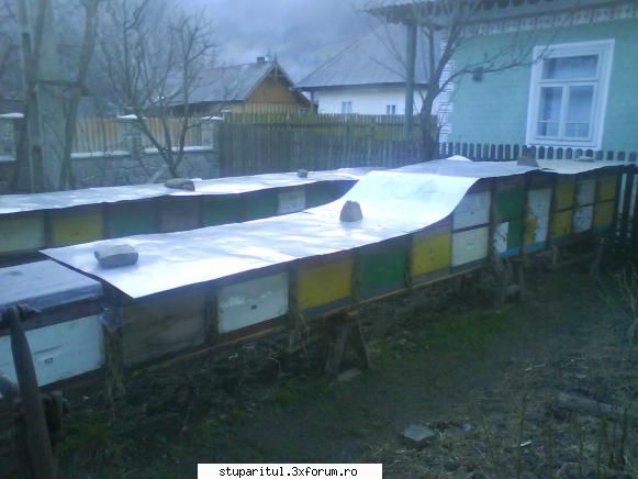 Si eu folosesc folia! - Unii cu folie altii fara. Intrebarea este daca - INTRETINEREA ALBINELOR