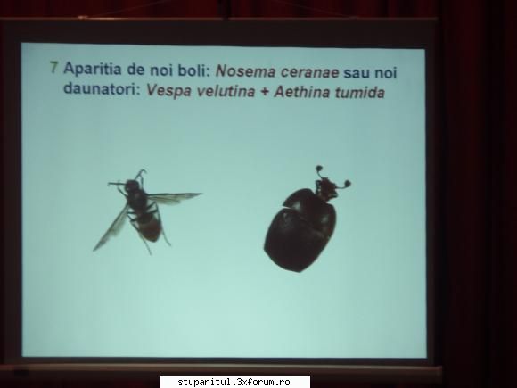 Simpozionul international de apicultura Tulcea 26-27 sept 2008 - Auraş - CALENDAR APICOL - EVENIMENTE APICOLE