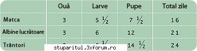 Stadiu larval la albine.(Tabel pe cei trei indivizi) - Poate prinde bine - PAGINA APICULTORULUI INCEPATOR