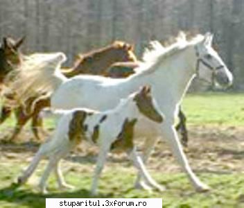 Student fara bani ! - Ala e cal de show sau de carutza. Uite aici cai - CAFENEA - DISCUTII DESPRE ORICE