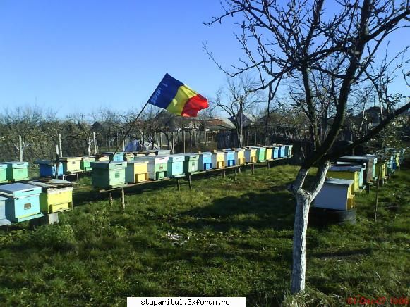 Stupii mei - Si a sosit si 1 decembrie pe la noi! - POZE