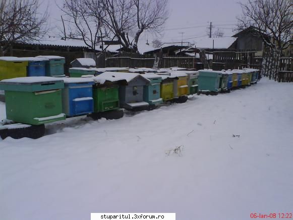 Stupii mei - Primele poze din 2008. pana acum se prezinta bine - POZE