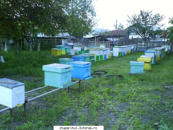 Stupii mei - Si o poza ceva mai noua cu stupina in dezvoltare - POZE