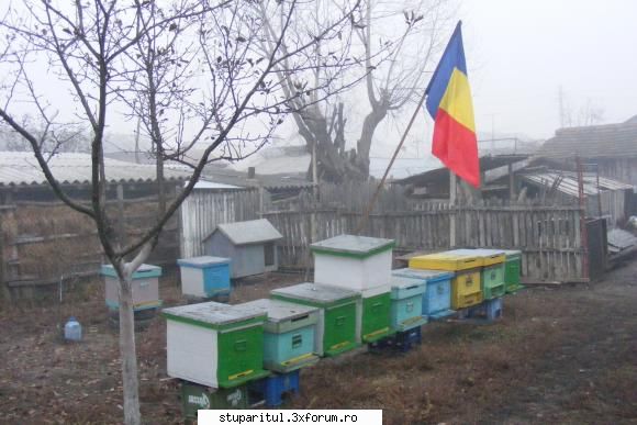 Stupii mei - Si a sosit si 1 decembrie zi de mare sarbatoare! - POZE