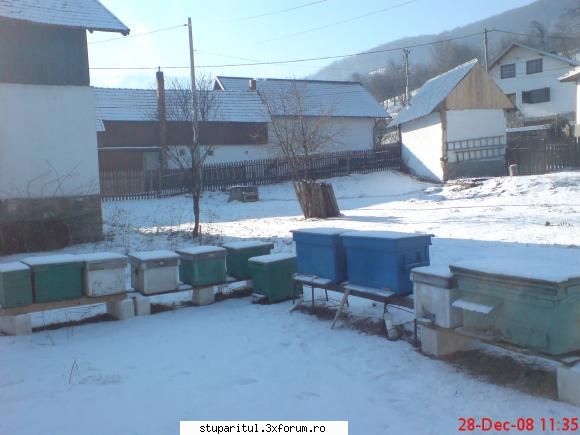Stupii mei - foarte frig noptile trecute (-17)...abia astept - POZE