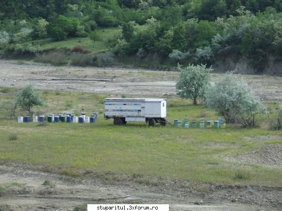 Stupii mei - mai ales ca stupii varsati nu am mai avut timp - PAGINI PERSONALE ! CINE SUNT EU ?