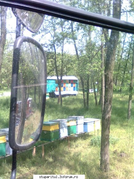 Stupina Mea Alex_Sa - alex_sa - POZE