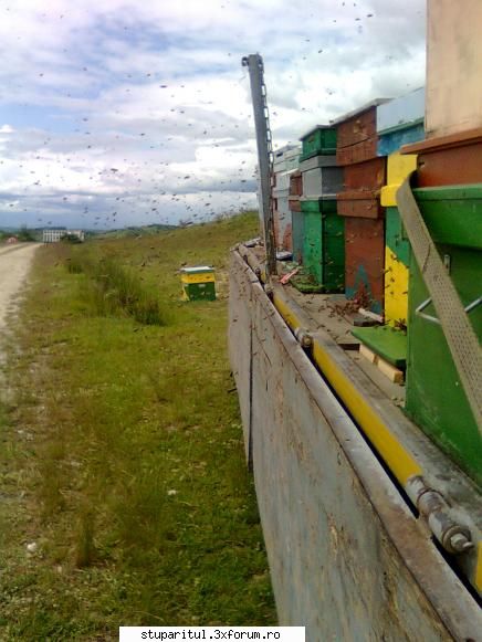 Stupina Mea Alex_Sa - alex_sa - POZE