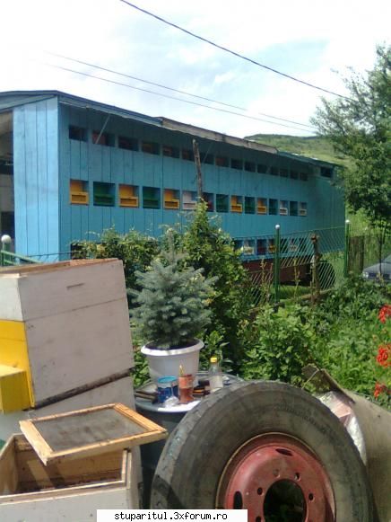 Stupina Mea Alex_Sa - si pavilionul aproape gata - POZE