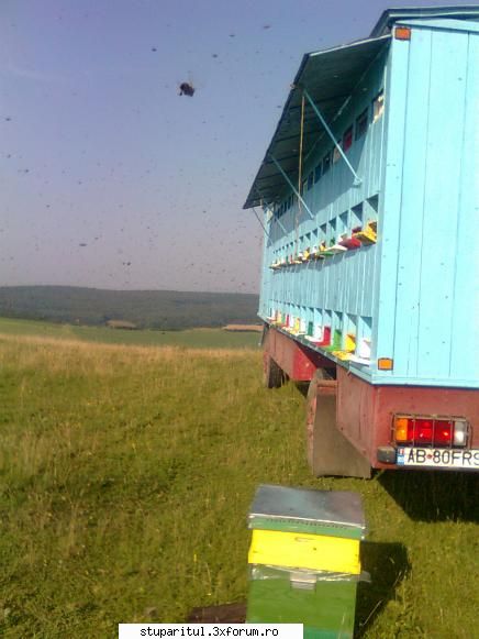 Stupina Mea Alex_Sa - pavilionul la lucru - POZE