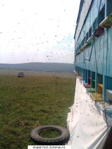 Stupina Mea Alex_Sa - poze facute de doua zile - POZE