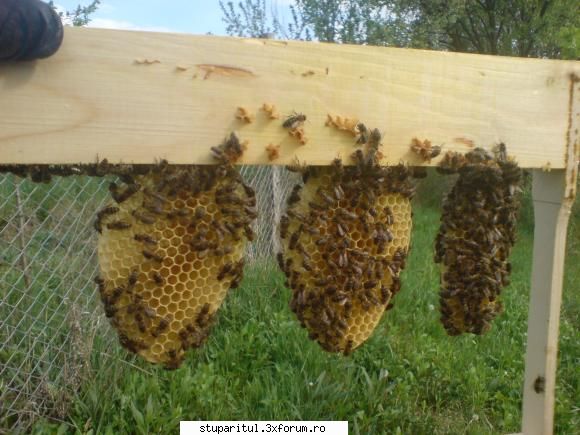 Stupina Mea Alex_Sa - hranitor si rama claditoare - POZE
