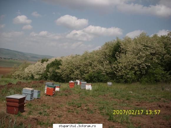 Stupina Mea Alex_Sa - asa arata astazi salcimul oare cit mai tine - POZE