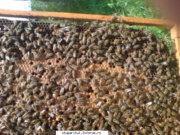 Stupina Mea Alex_Sa - partea cealalta ,si acum se mai vad celule de - POZE