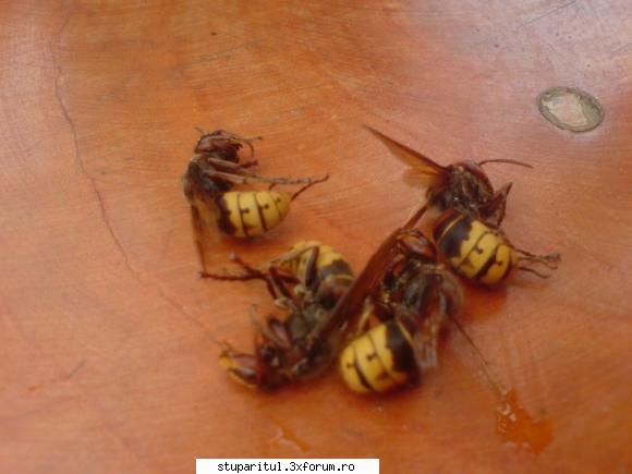 Stupina Mea Alex_Sa - pina acuma am prins in jur de 20 de bucati - POZE