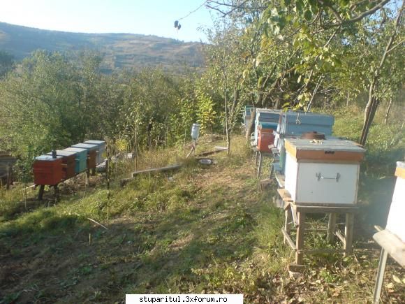 Stupina Mea Alex_Sa - am extins un pic stupina - POZE
